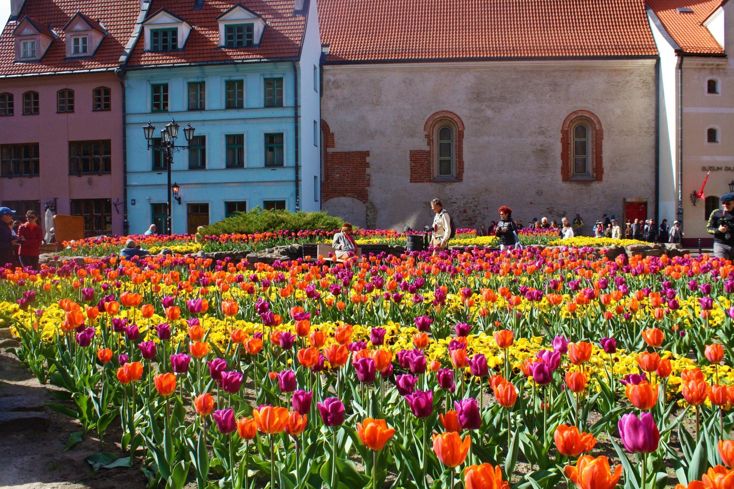 Latvia field of flowers